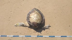 Instituto Biota / Divulgação