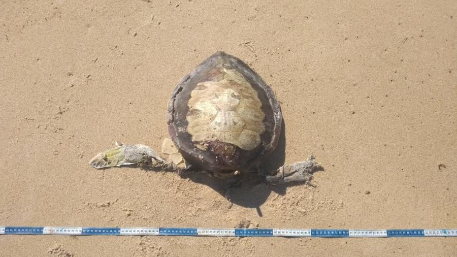 Corpo de tartaruga foi resgatado, sem cabeça, no litoral sul alagoano - Instituto Biota / Divulgação