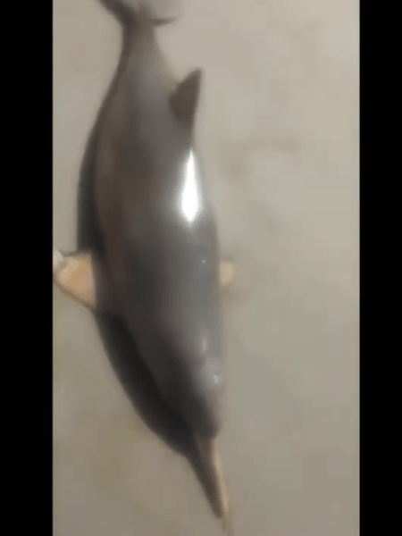 Golfinho é encontrado morto em Bertioga (SP) - Reprodução/YouTube