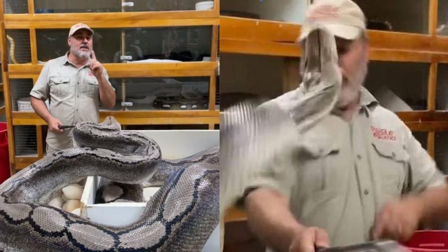 O apanhador de cobras Jay Brewer passou por um momento assustador no qual foi atacado por uma cobra píton - Reprodução/Instagram/@jayprehistoricpets