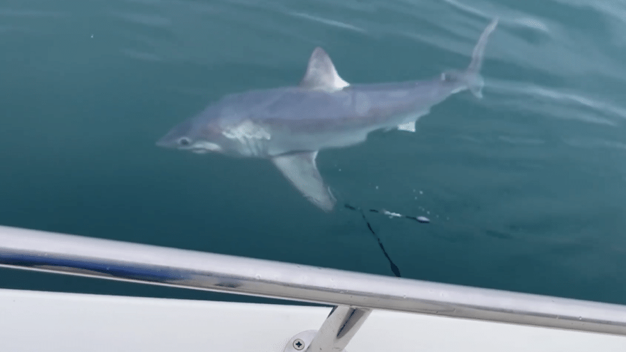 Pescador fisgou tubarão e lutou por 1 hora para conseguir medidas do peixe, que é extraoficialmente maior já visto no Reino Unido - Reprodução/Facebook/Simon Davidson
