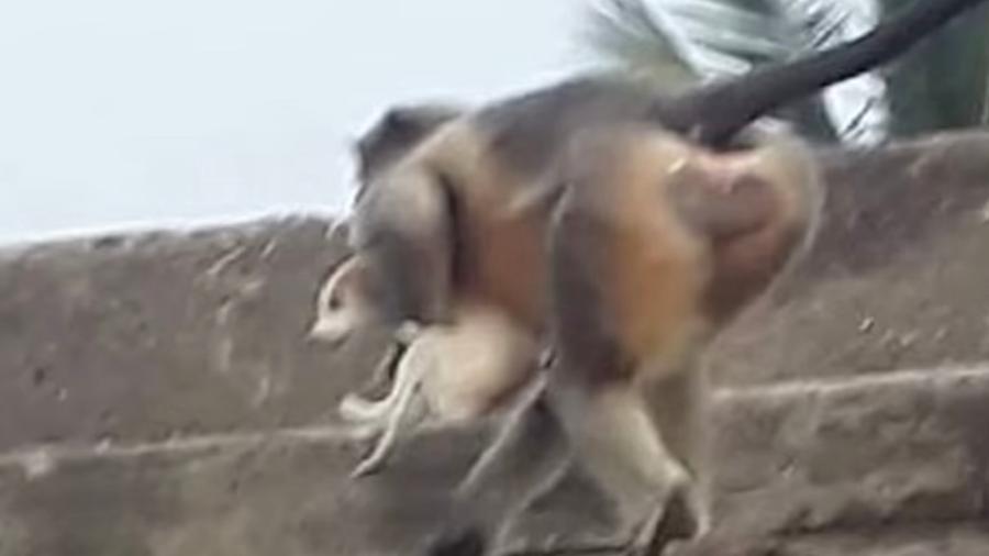 Grupos de macacos arremessam cachorros de prédios e árvores, dizem moradores de aldeia - Reprodução