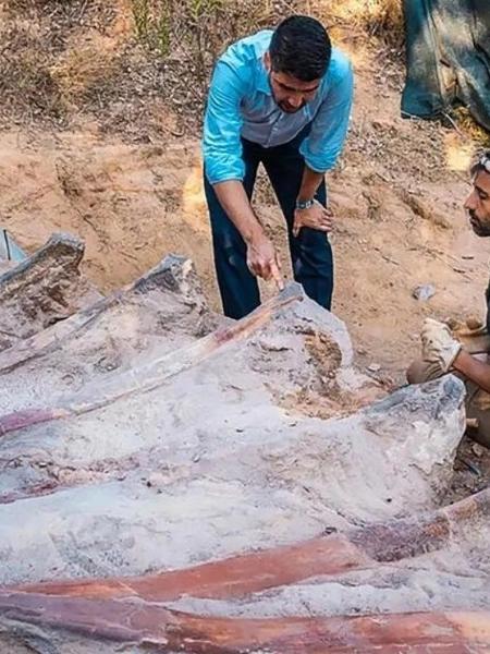 dinosaur fossil Portugal - University of Lisbon, Faculty of Statistics/Sciences - University of Lisbon, Faculty of Disclosure/Sciences 