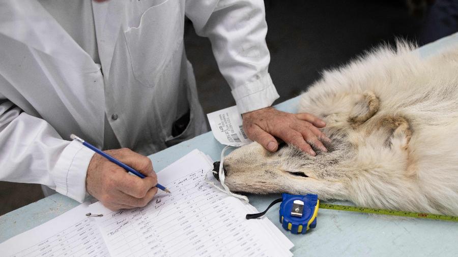 Comprador Steven Goodman examina peles de lobo no Leilão Fur Harvesters, no Canadá - COLE BURSTON/AFP