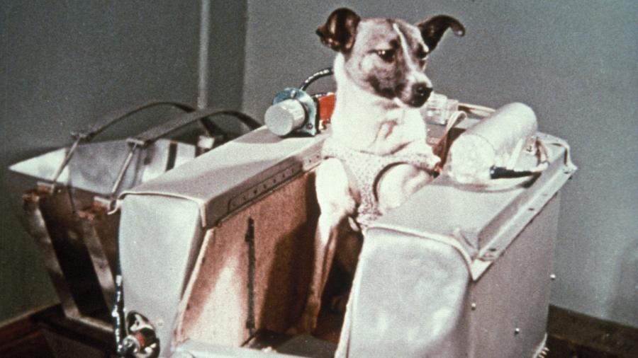 A cachorrinha Laika: uma missão "suicida" que mudou o mundo - Rex Features; Frann Preston-Gannon