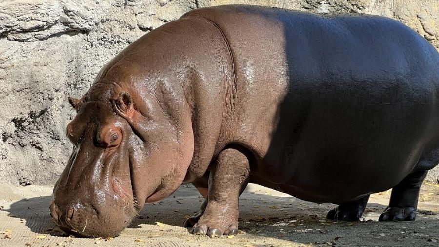 Gênero de Gen-chan, hipopótamo de 12 anos, foi descoberto após exame de DNA - Handout / OSAKA TENNOJI ZOO / AFP
