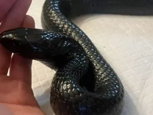 Cobra regurgita serpente viva durante captura nos EUA