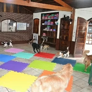 Após demissão, ela criou pet shop com ofurô, massagem e creche