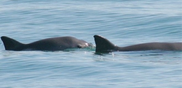 Governo do México anunciou que vai usar golfinhos treinados para encontrar botos no oceano - PAULA OLSON