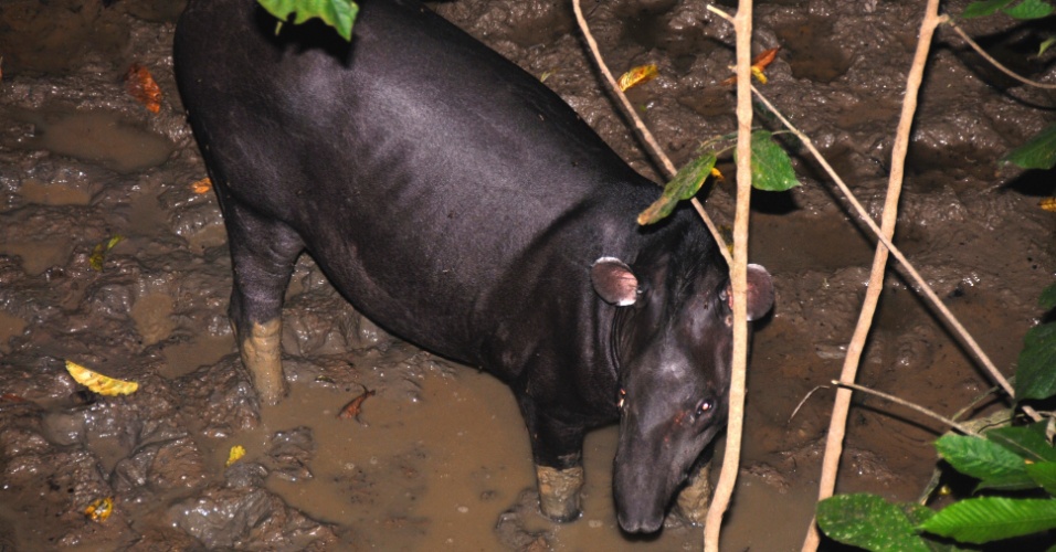 Álvaro del Campo/The Field Museum