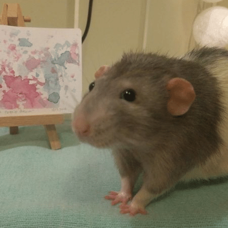 O ratinho Darius - Reprodução