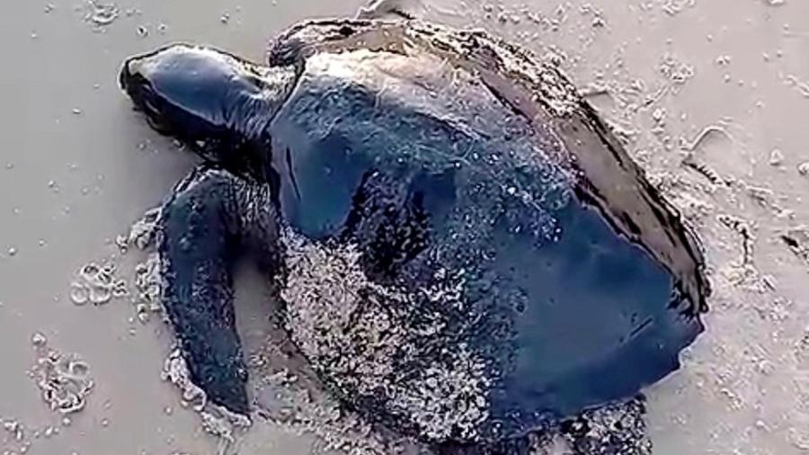Tartaruga é encontrada coberta de óleo de origem desconhecida no litoral do Maranhão - Reuters