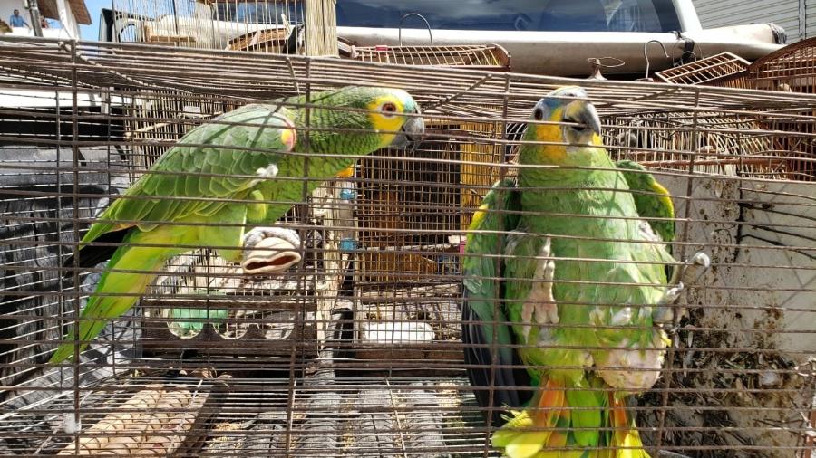 Papagaios apreendidos durante operação na Área de Proteção Ambiental (APA) de Murici, em Alagoas - Divulgação/Marcos Antônio Freitas
