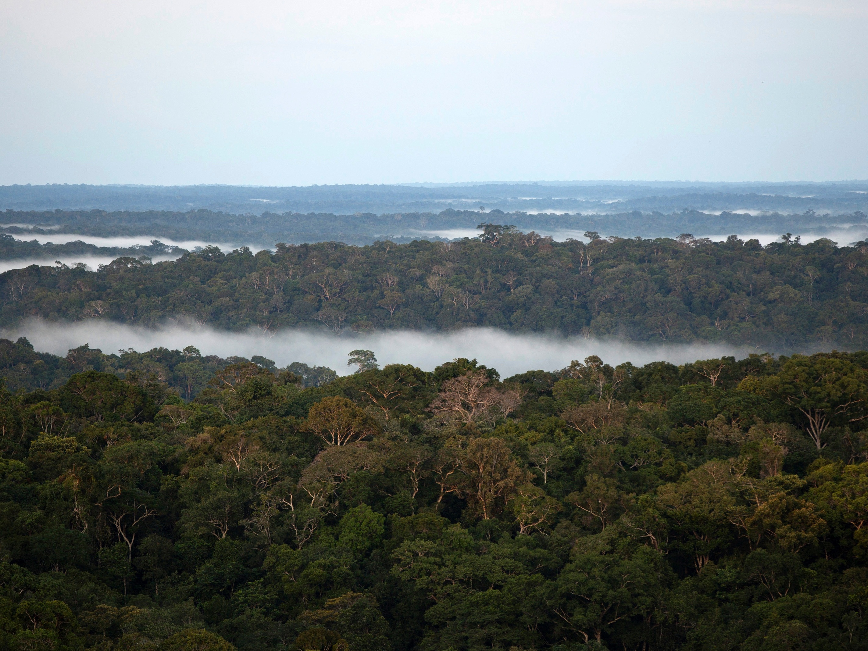 Floresta amazônica perde quase 8.500 km2 para o desmatamento em 2020