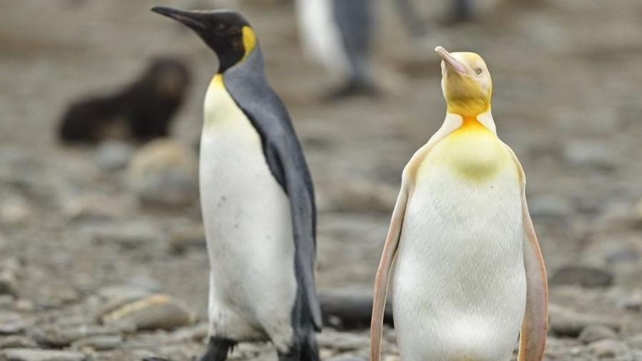 O fotógrafo belga Yves Adams fotografou um pinguim-rei amarelo - Reprodução Instagram/ @yves_adams