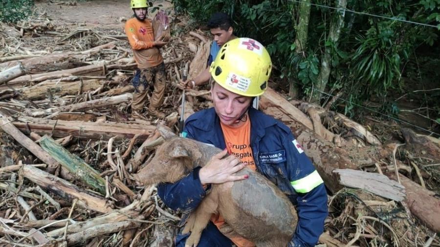 Segundo veterinária voluntária, ainda pode haver dezenas de animais precisando de ajuda - Divulgação/Governo de São Paulo