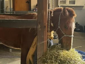 'Cavalo resgatado em telhado no RS está desidratado', diz veterinária
