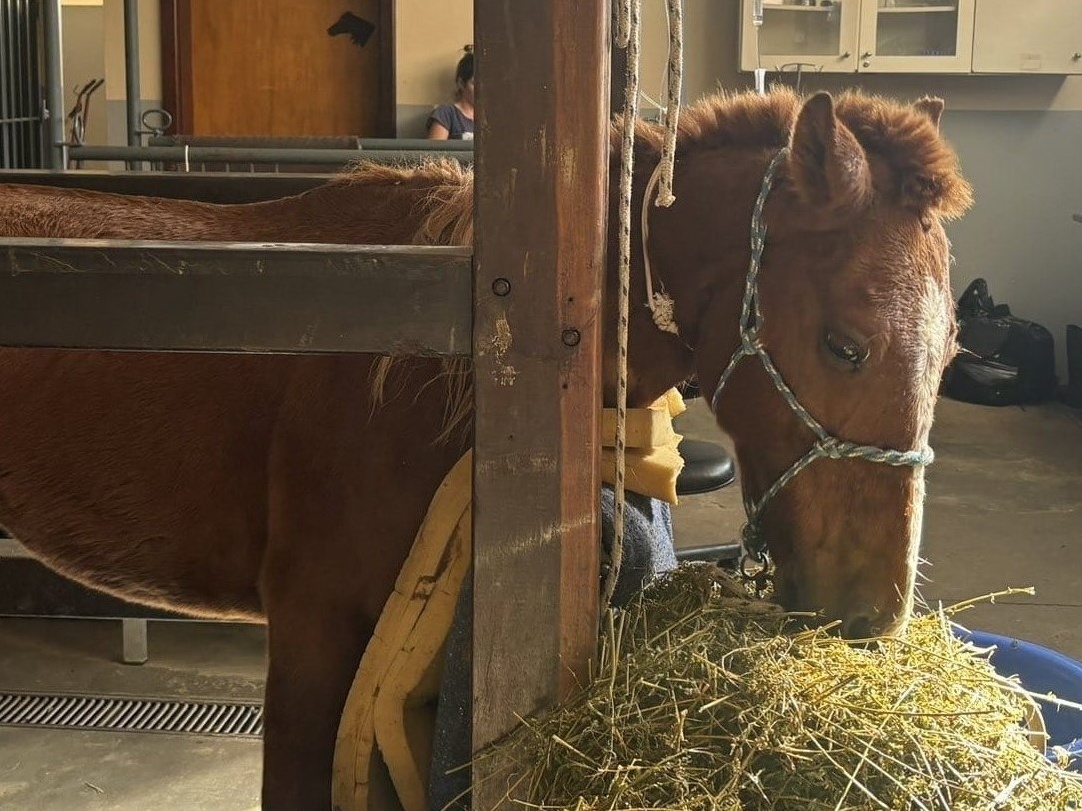 50 kg mais magro e submetido a exames: como está o cavalo Caramelo?