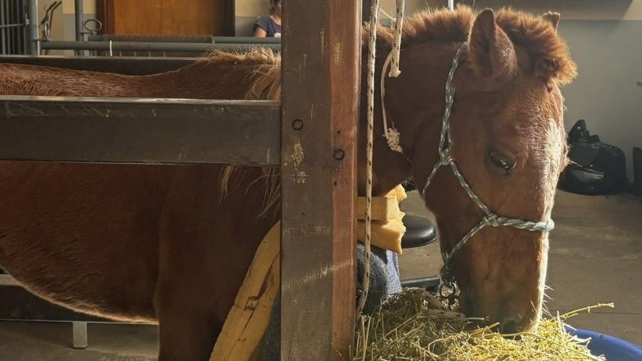 Cavalo é levado para hospital veterinário - Divulgação/SSP-SP