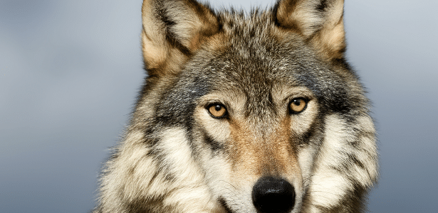 Google cria gerador de vídeos realistas com IA e promete chegada ao YouTube