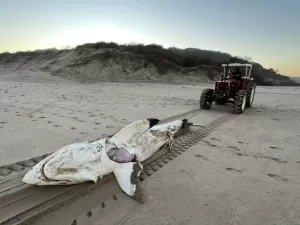 Flagra da cadeia alimentar: tubarão que engoliu golfinho é morto por orca
