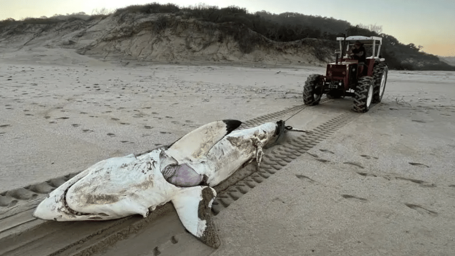 Tubarão-branco que engoliu golfinho foi morto por orca
