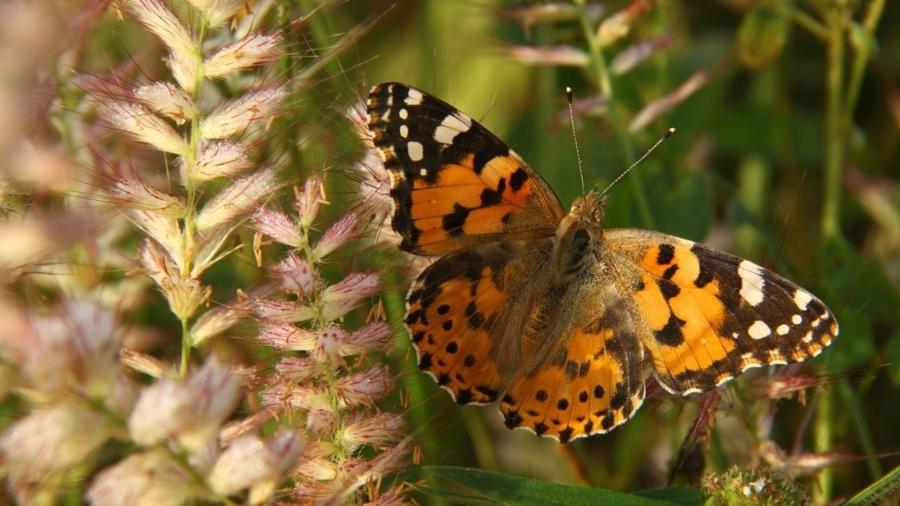 Borboleta da espécie Vanessa cardui