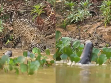 'Confronto dramático': fotógrafo grava encontro de onça com ariranhas em MT