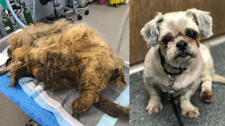 Cadela foi resgatada após não conseguir se mexer com 4kg de pelos emaranhados - Divulgação/Nebraska Humane Society