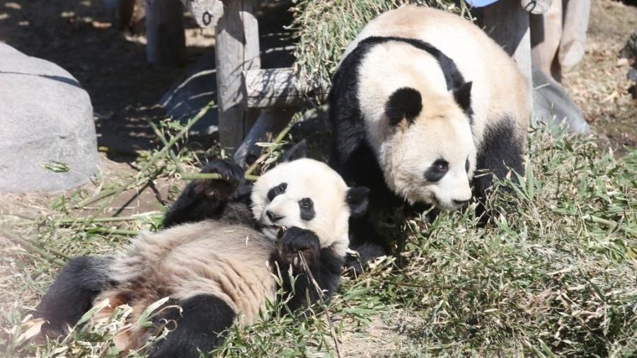 Er Shun e Da Mao em zoológico no Canadá - Vince Talotta/Toronto Star via Getty Images