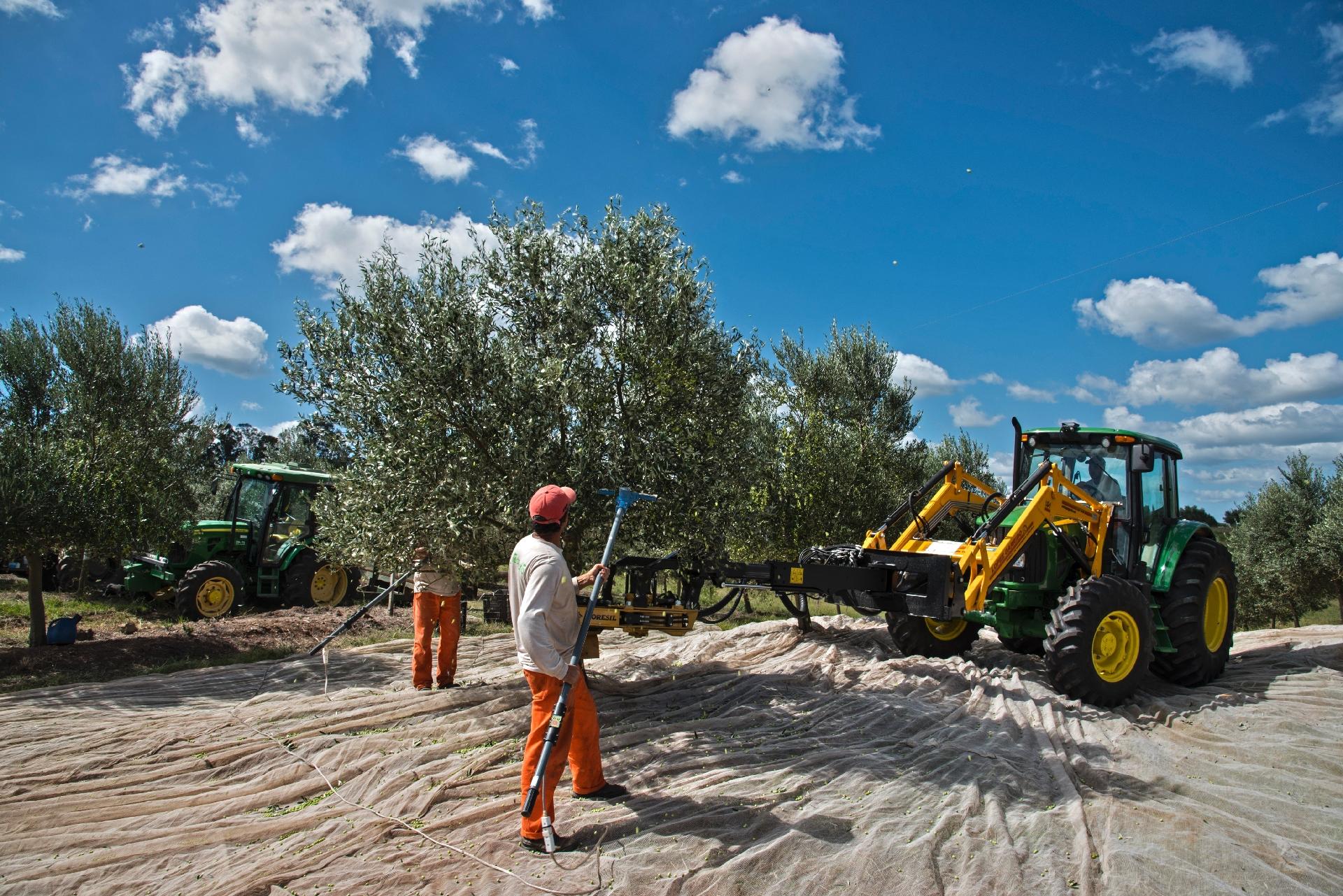 Além da coleta manual, pode ser usado um trator ou ferramentas para balançar as árvores - Divulgação/Prosperato