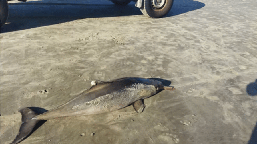 Os dois animais tinham marcas de redes de pesca no corpo e foram encaminhados para necropsia - Divulgação Prefeitura de Praia Grande