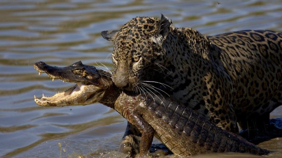 Um grupo de turistas flagrou o raro momento em que uma onça caça um jacaré dentro de um açude no Pantanal - Arquivo Pessoal/Fabio Paschoal