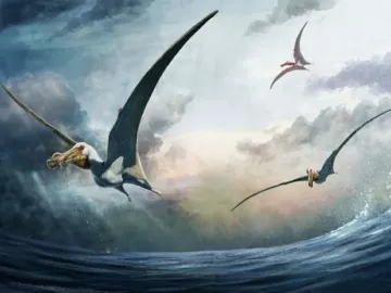 Fósseis de réptil voador 'fantasma do mar' são encontrados na Austrália
