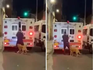 Cachorro caramelo segue ambulância que levava tutor na Colômbia; vídeo