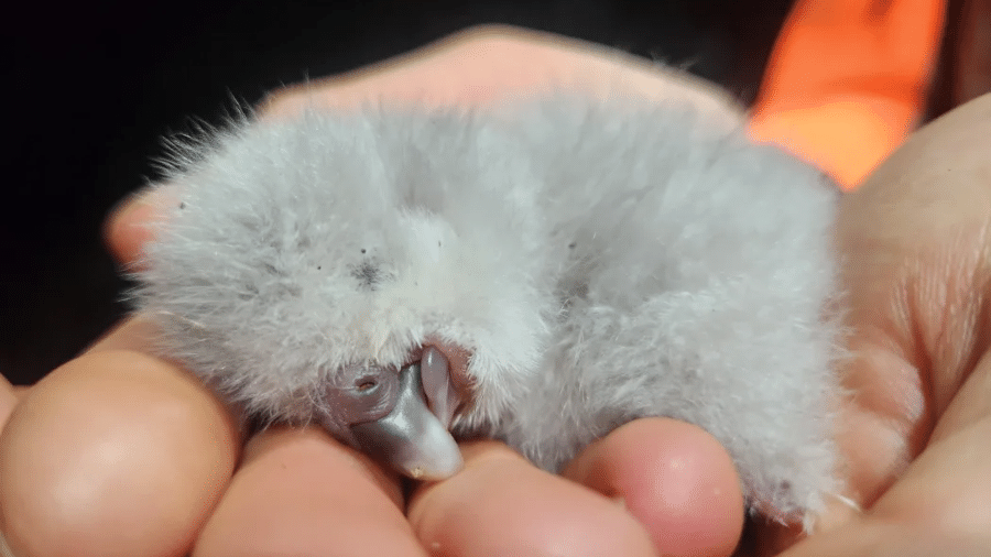 Lydia Uddstrom/Departamento de Conservação da Nova Zelândia 