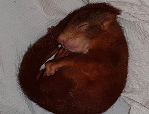 O filhote de esquilo caiu no sono depois de correr atrás do homem - EPA/Karlsruhe Police