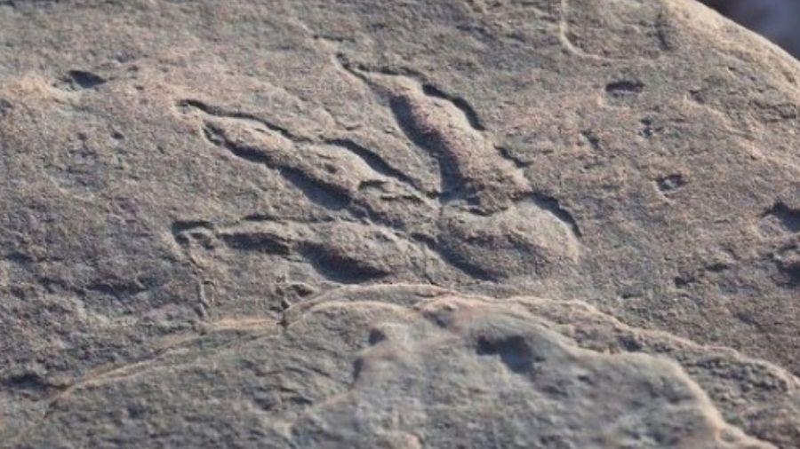 Pegada de réptil pode ter mais de 200 milhões de anos, segundo museu - Reprodução/Instagram