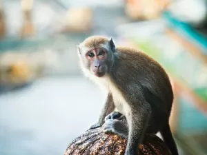 Macacos têm trato vocal, mas 'detalhe' os impede de falar como humanos