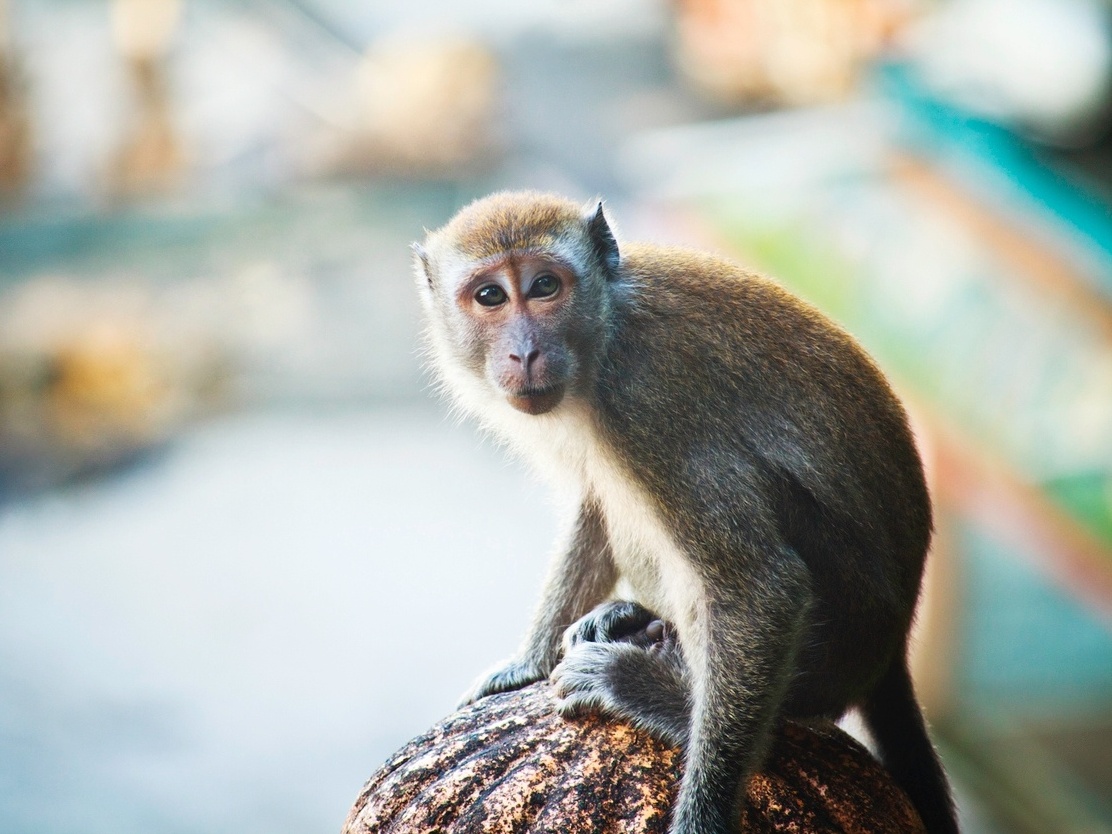 Macaco em zoológico faz ligação emergencial e confunde policiais