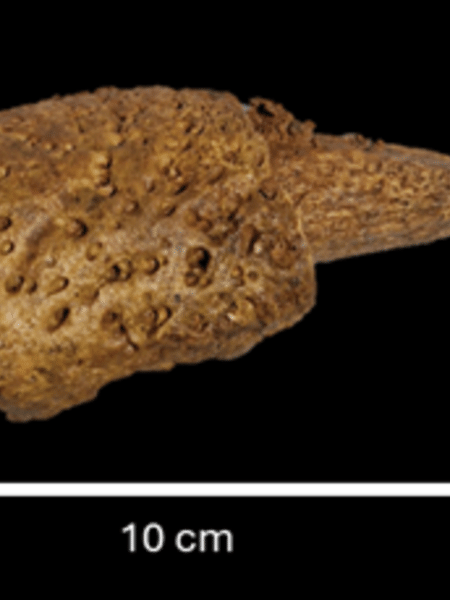 Parte do fóssil da preguiça-gigante resgatada em MG