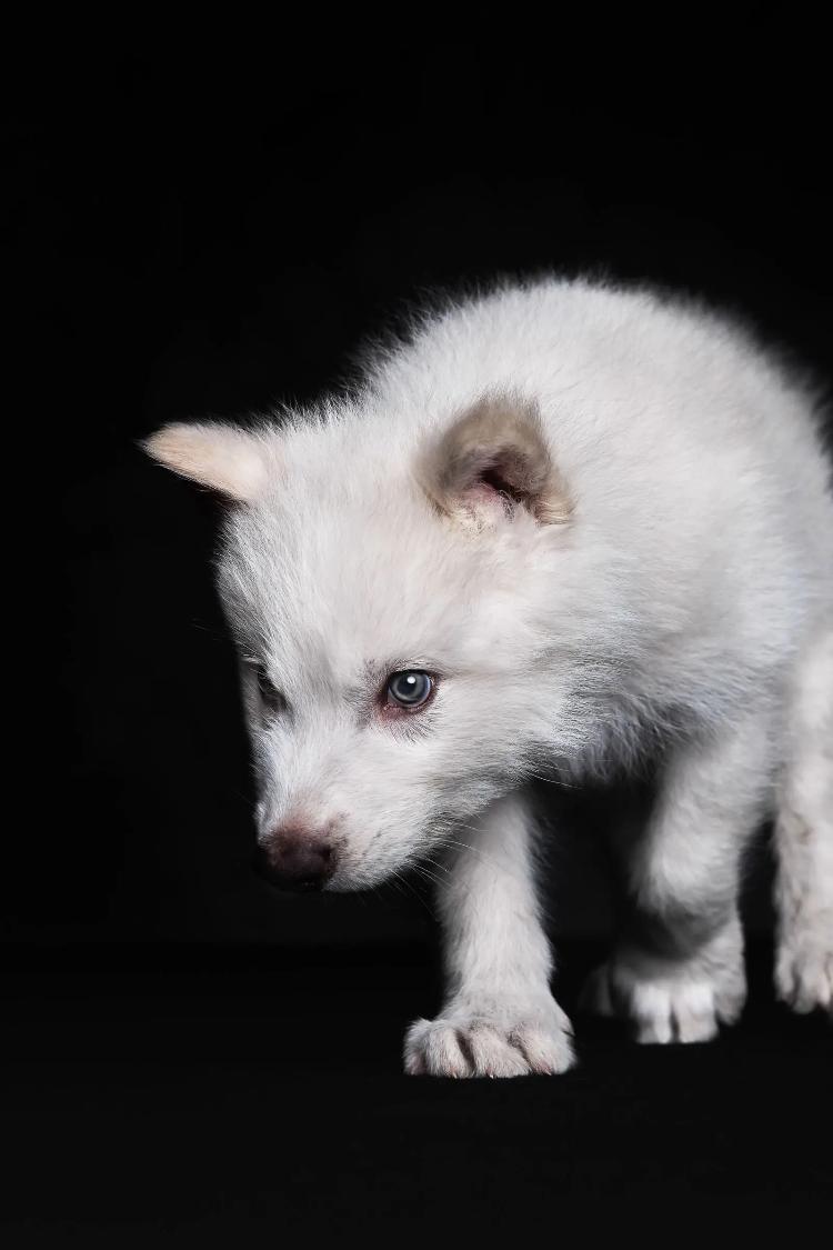 O "lobo-terrível" Remo, ainda aos dois meses de idade O "lobo-terrível" Remo, ainda aos dois meses de idade