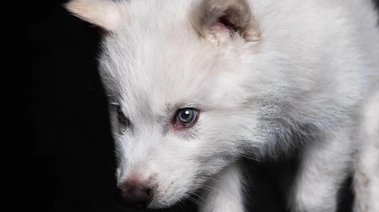 O "lobo-terrível" Remo, ainda aos dois meses de idade O "lobo-terrível" Remo, ainda aos dois meses de idade
