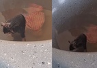 Pedagoga flagra rato tomando banho em tanque no Acre: 'Acharam que era IA'