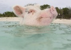 Porquinho nadador curte praia nas Bahamas - Jim Abernethy/National Geographic Creative