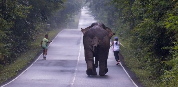 Um elefante incomoda muita gente; um elefante irritado com uma selfie, incomoda muito mais - Reprodução/Facebook