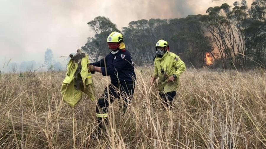 Coalas estão sendo "encurralados" com os incêndios florestais que atingem a Austrália - PAUL SUDMALS / REUTERS