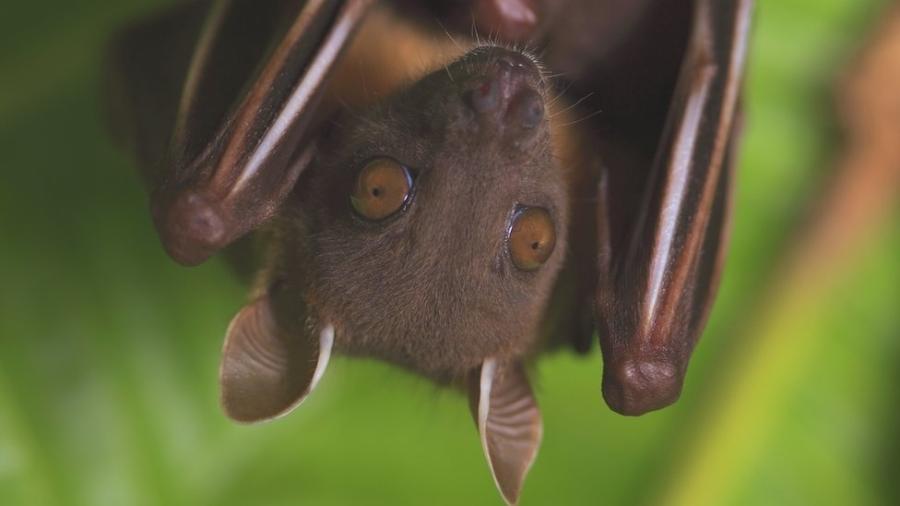 Especialistas chegaram a lançar uma campanha, Don"t Blame Bats ("Não culpe os morcegos"), para dissipar medos infundados e mitos sobre estes animais - Science Photo Library