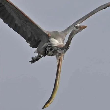 Foto da enguia perfurando estômago da Garça surpreendeu especialistas em vida selvagem - Reprodução/Reddit