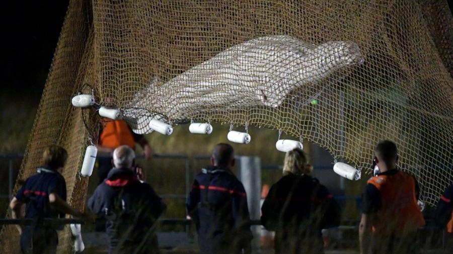 Uma equipe de 80 pessoas trabalha para salvar uma baleia beluga que se perdeu no Rio Sena, na França; o animal morreu após o resgate - JEAN-FRANCOIS MONIER/AFP